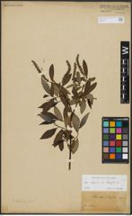 Foto von Salix alba L. x Salix fragilis L.